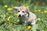 CORGI PEMBROKE 604
